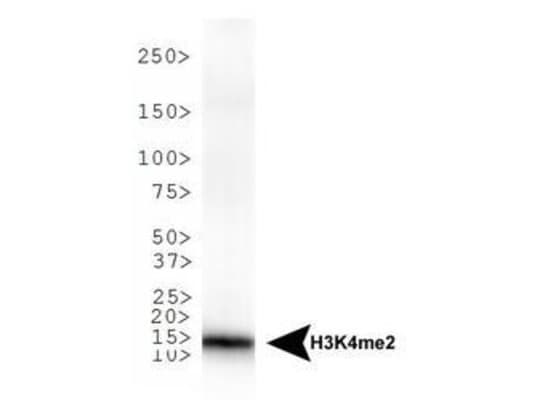 HIST3H3 Antibody (Me2-Lys4)