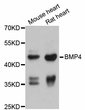 BMP4 Antibody