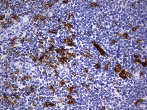 CD68 Antibody (aa22-319, clone UMAB150)