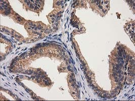 GBA3 / CBG Antibody (clone OTI1F1)