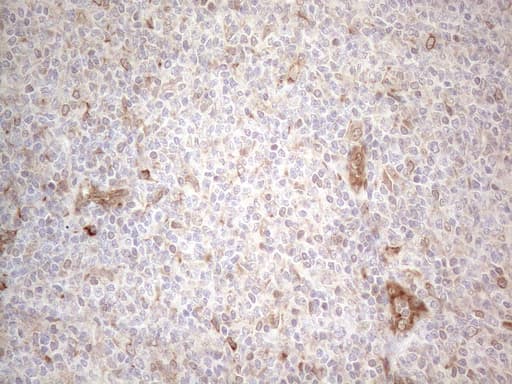 RBMS1 Antibody (clone OTI2H1)