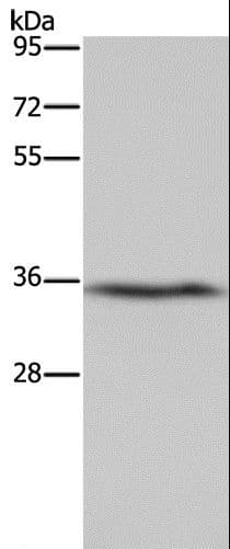 DDAH1 Antibody