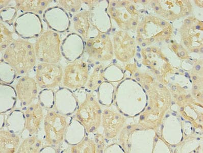 Polyclonal Rabbit anti-Human SDF2 Antibody (aa19-211)