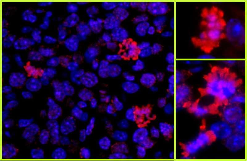 HIST1H3A Antibody (aa100-C-term)