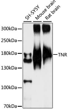 TNR / Tenascin R Antibody