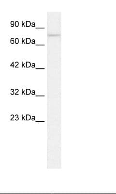 GZF1 Antibody (aa30-79, Biotin)