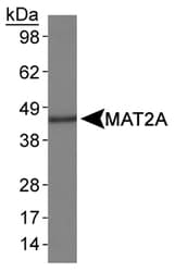 MAT2A Antibody (Internal, Biotin)