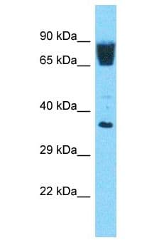 OR3A3 Antibody (aa269-318)