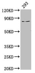 LAS1L Antibody