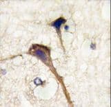 INA / Alpha Internexin Antibody (aa290-319)