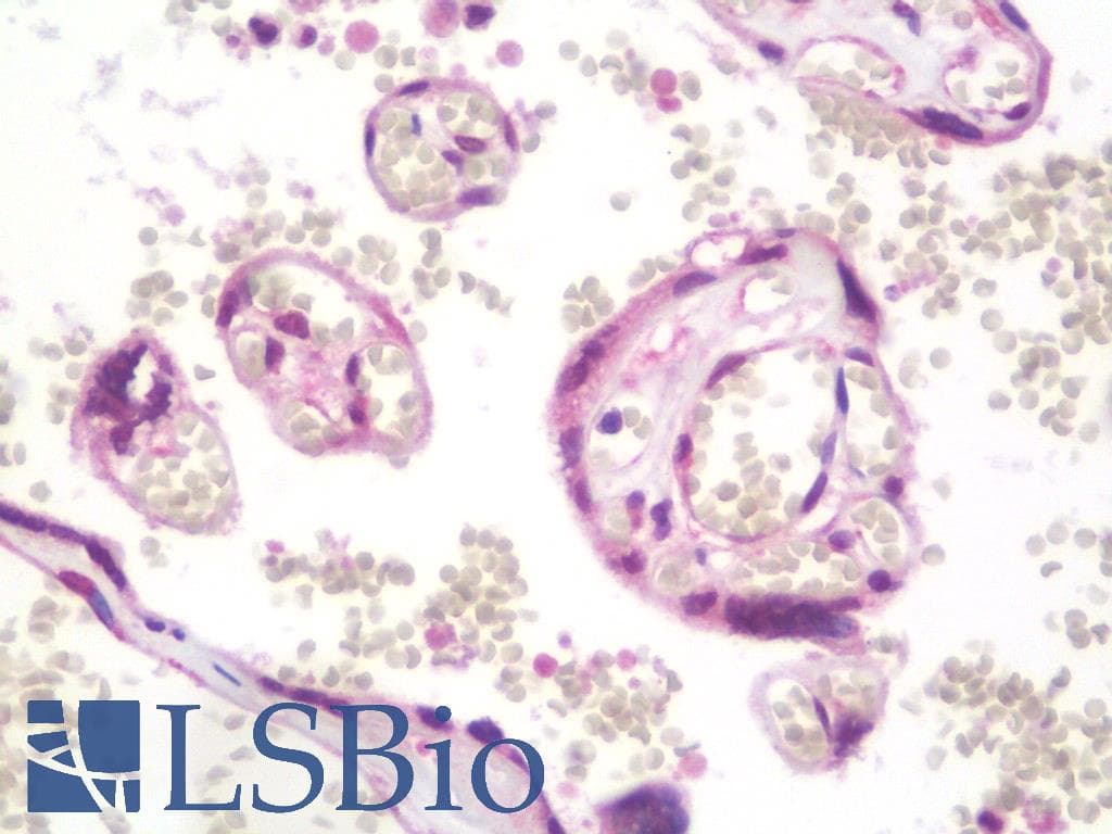 IHC-plus™ Monoclonal Mouse anti-Human TRIM45 Antibody (clone 3G3, IHC, IF)