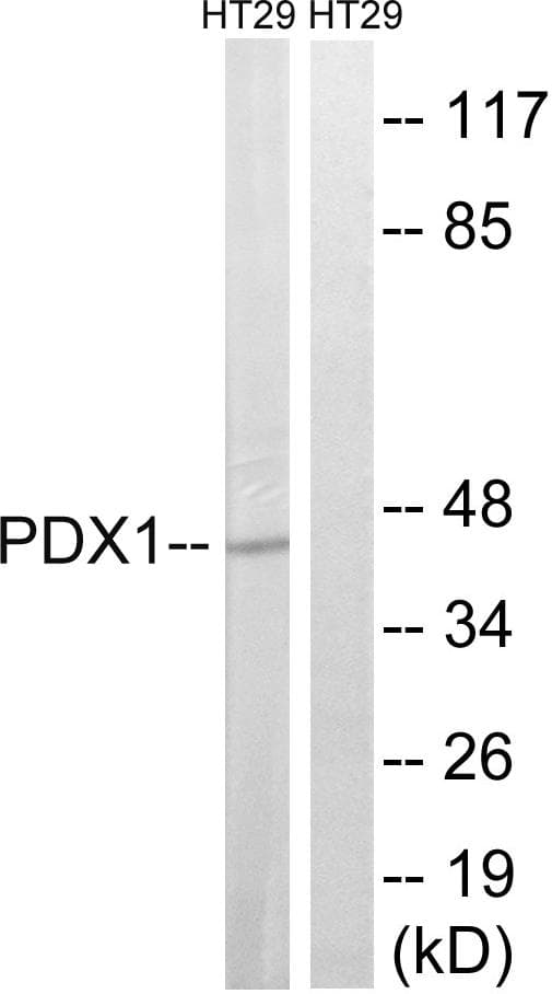 PDX1 Antibody (p61)