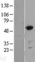 GORASP2 / GRASP55 Protein (Over-Expression Lysate Myc-DDK (Flag))