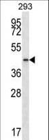 PTGR2 / PGR2 Antibody (aa65-94)