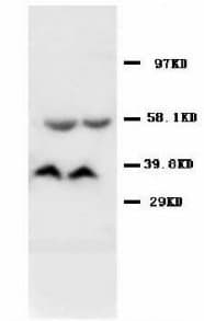 AMD / AMD1 Antibody (C-Terminus)