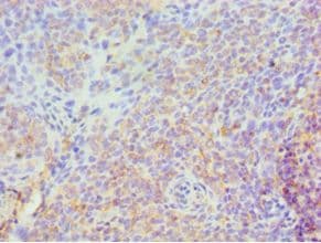 SPN / CD43 Antibody (aa276-400)