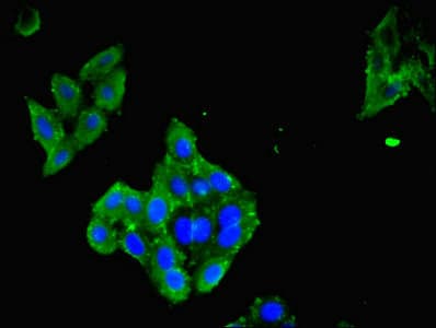 LAIR1 / CD305 Antibody