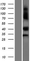 KDF1 / C1orf172 Protein (Over-Expression Lysate Myc-DDK (Flag))