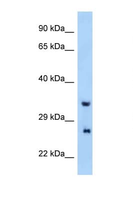 PRRG4 Antibody (aa21-70)