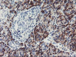 PPIL6 Antibody (clone OTI4F2, Carrier-free)