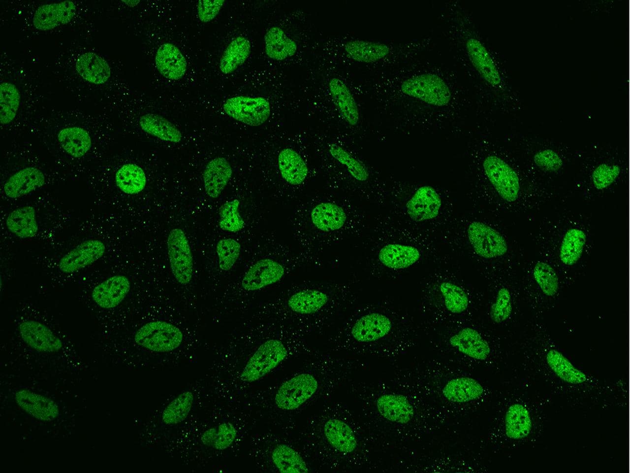 Polyclonal Rabbit anti-Human METTL21B / FAM119B Antibody (IHC, IF)