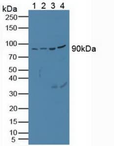 PCSK1 Antibody (aa500-738)