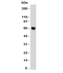 Estrogen Receptor Antibody (aa2-185, clone NR3Ga-1)