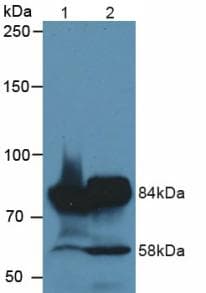 MEP1A / Meprin Alpha Antibody (aa213-506)