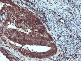 SERPINB1 Antibody (clone OTI4B3)