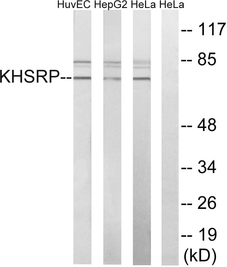 Polyclonal Rabbit anti-Human KHSRP / FBP2 Antibody (WB)