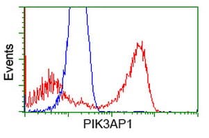 Monoclonal Mouse anti-Human BCAP / PIK3AP1 Antibody (clone OTI7G9, IF, WB)