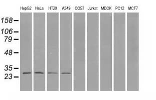 PSMA7 Antibody (clone OTI2A7, Carrier-free)