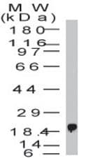 BST2 Antibody