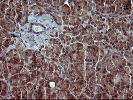 POMC / Proopiomelanocortin Antibody (clone OTI2B2)