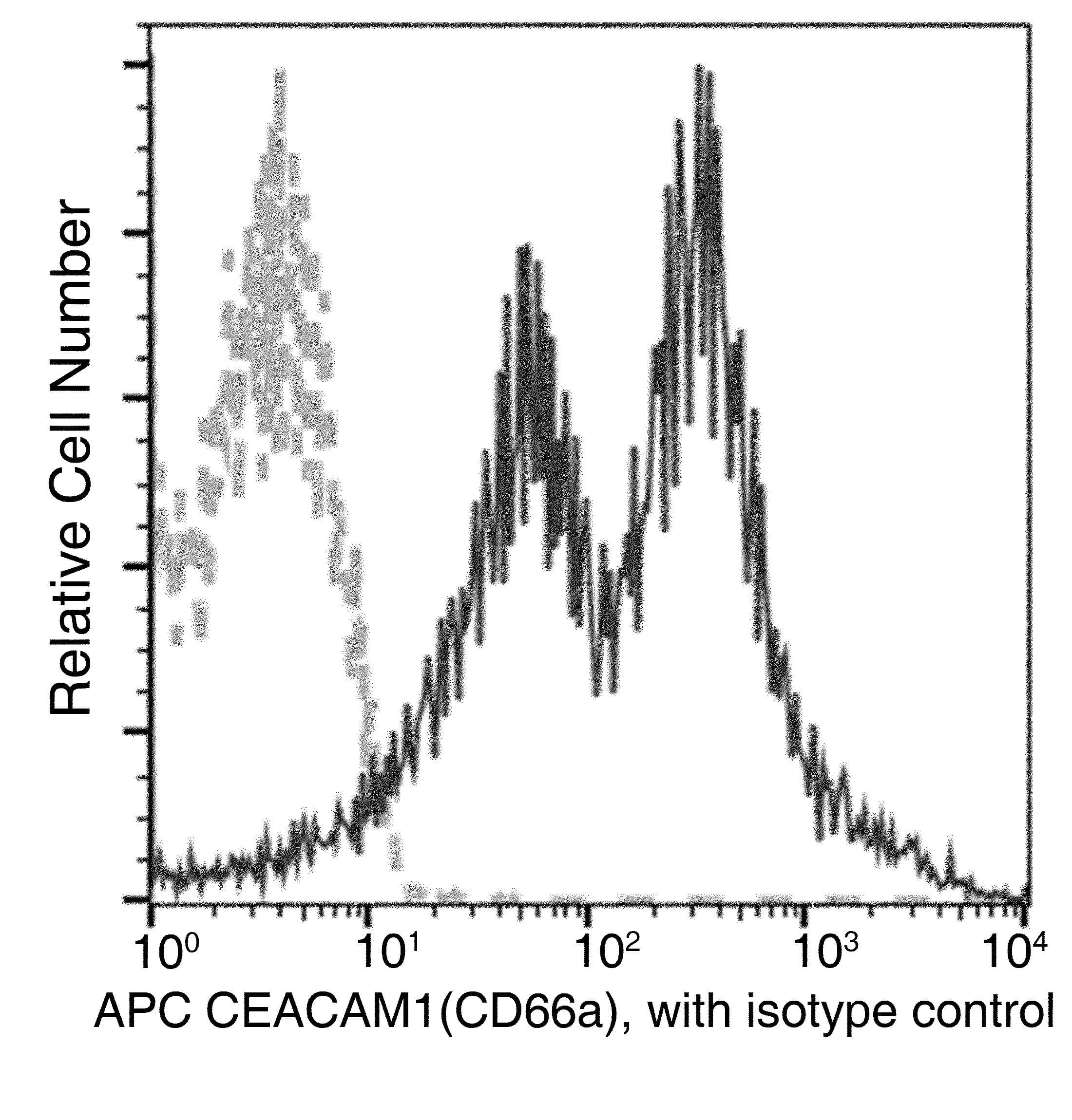 CD66a / CEACAM1 Antibody (clone 03, APC)