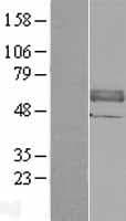 ANTXR2 / CMG2 Protein (Over-Expression Lysate Myc-DDK (Flag))