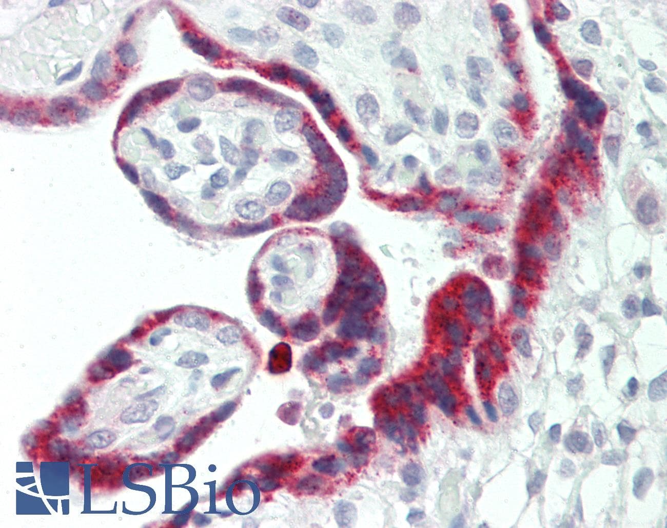 CD200 Antibody (aa175-224)