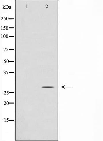 DDIT3 / CHOP Antibody