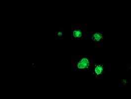 Monoclonal Mouse anti-Human C6orf64 Antibody (clone OTI2H3, IF, WB)