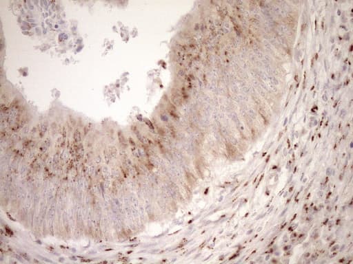TRIM56 Antibody (aa311-554, clone OTI5A1, Carrier-free)