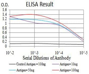 PRKAA2 / AMPK Alpha 2 Antibody (clone 5B4G1)