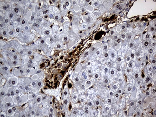 HHLA3 Antibody (clone OTI10B4)
