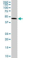 IHC-plus™ ADPRH / ARH1 Antibody (clone 1F11)