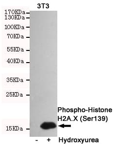 H2AFX / H2AX Antibody (phospho-Ser139)