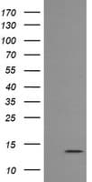 MLANA / Melan-A Antibody (clone OTI1F12)