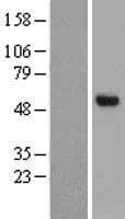 GALNAC4ST1 / CHST8 Protein (Over-Expression Lysate Myc-DDK (Flag))