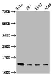 HIST1H2BN Antibody
