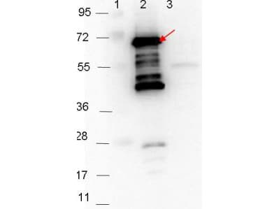 p35 Antibody (Liquid)