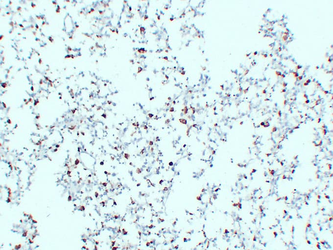 CD68 Antibody (clone ABT-CD68)