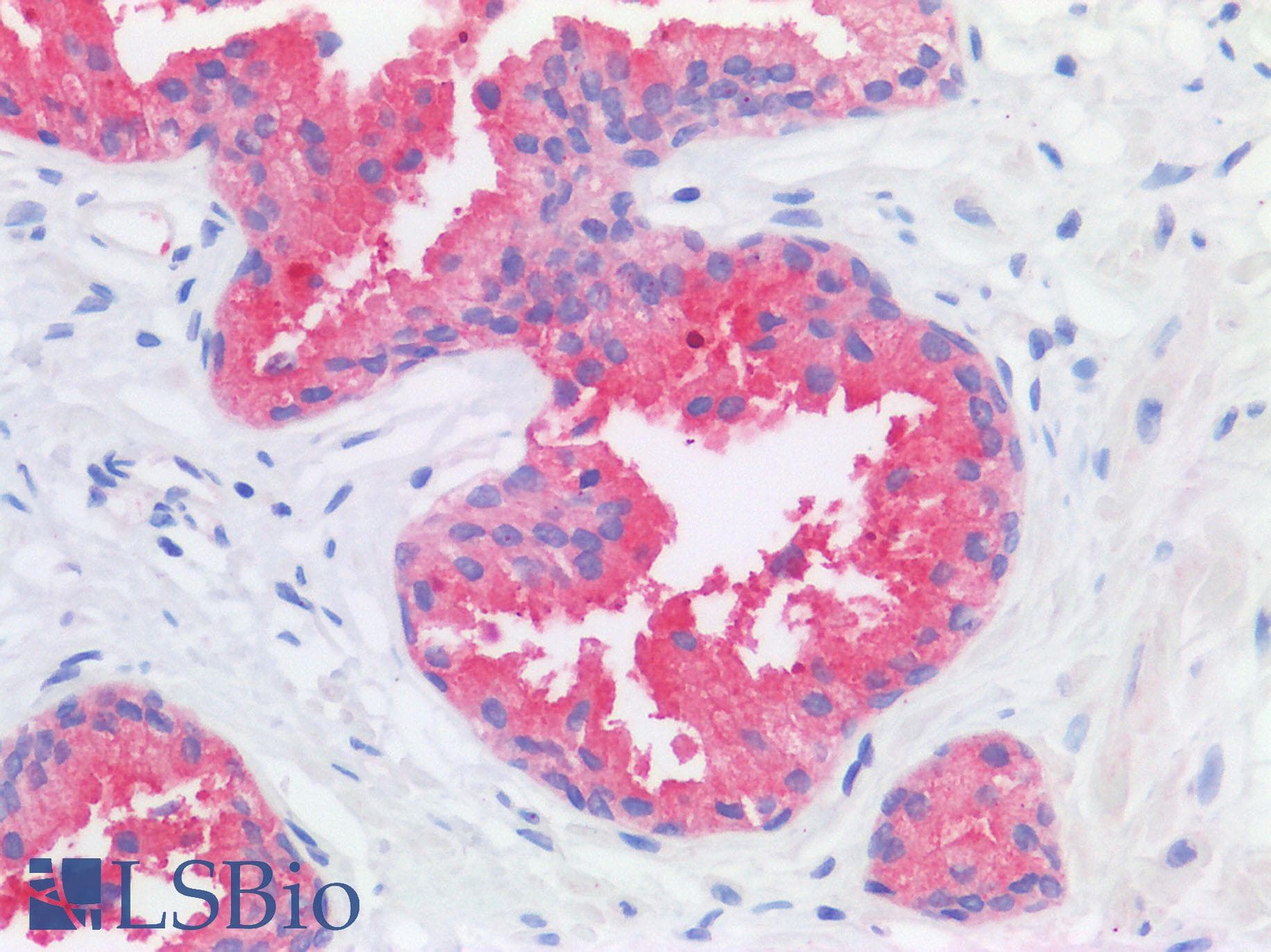 IHC-plus™ CD177 Antibody (clone MEM-166)
